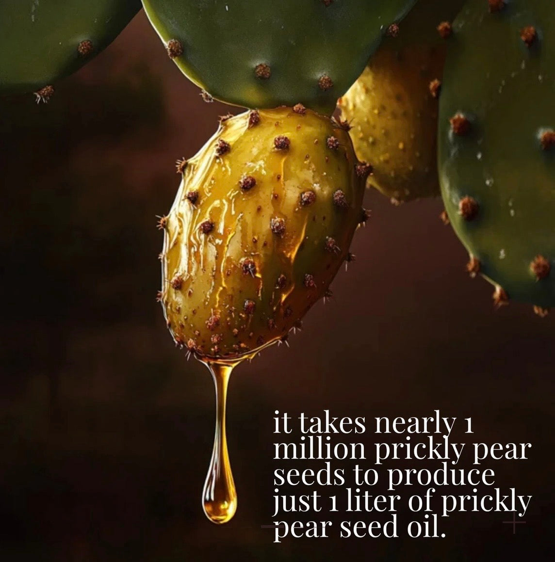 Moroccan Prickly Pear Seed Oil